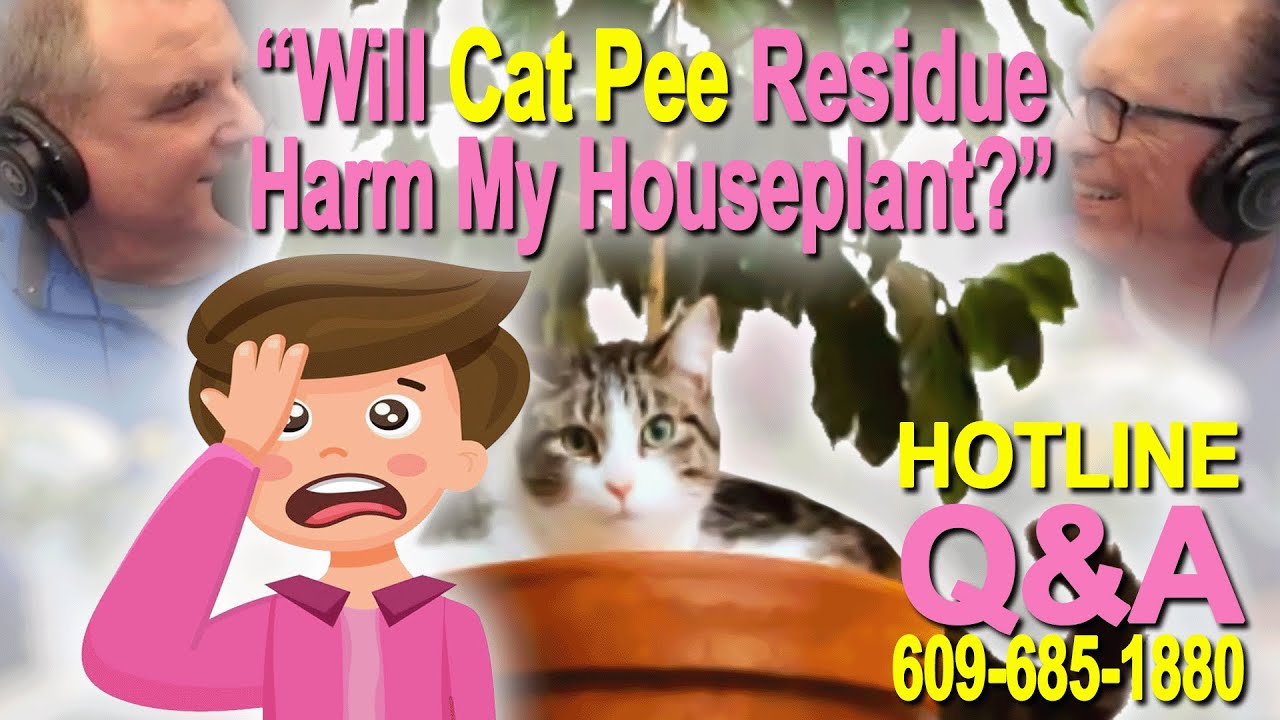 Can Cat Pee Harm Your Houseplant? | BITG Hotline Q&A