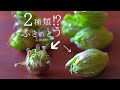 【保存版】2種類〜簡単ふき味噌の作り方と「他にない」丁寧なふきのとう味噌のレシピ