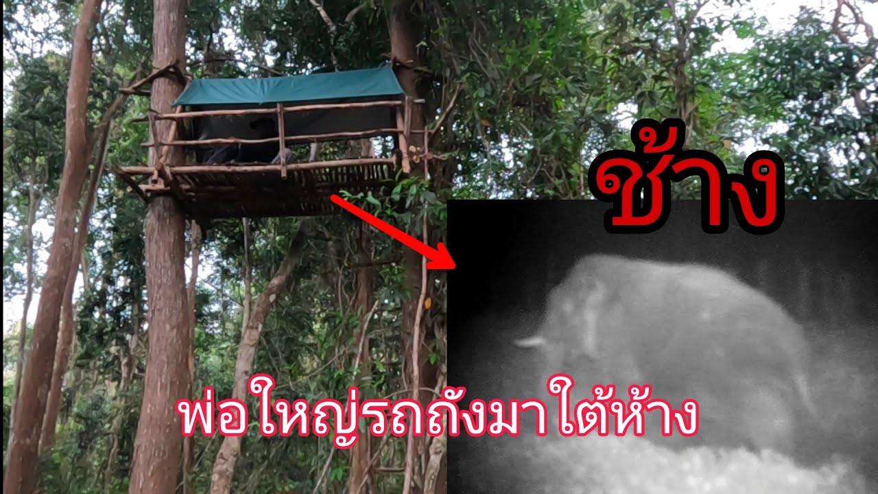 นาทีระทึก นอนห้างต้นตะเคียนหินคู่ในคืนฝนตก แทบช็อก❗ช้างพ่อใหญ่เดินมาใต้ห้างแบบระยะกระชั้นชิด27/03/67