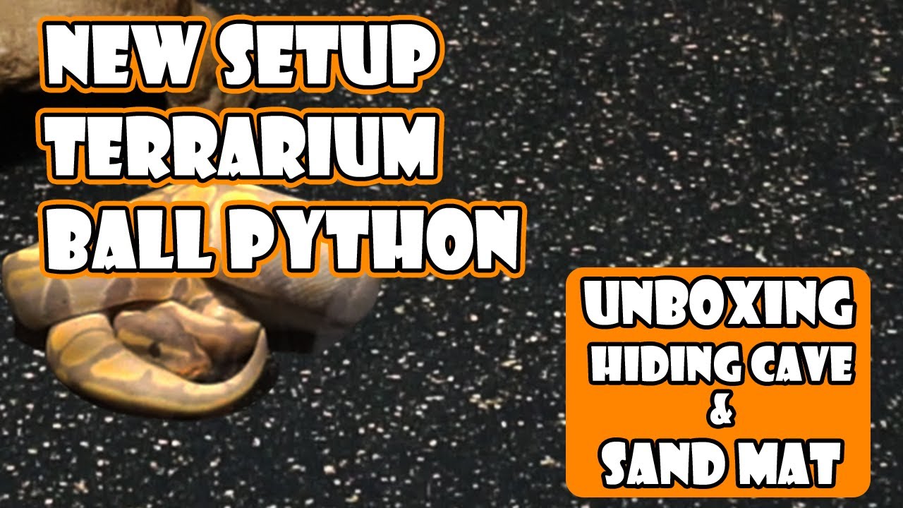 Setup Terrarium Ball Python For Beginner | Unboxing Hiding Cave & Sand ...