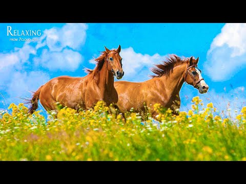 Calming music for nerves 🐎 healing music for the heart and blood vessels, relaxation, for reading #4