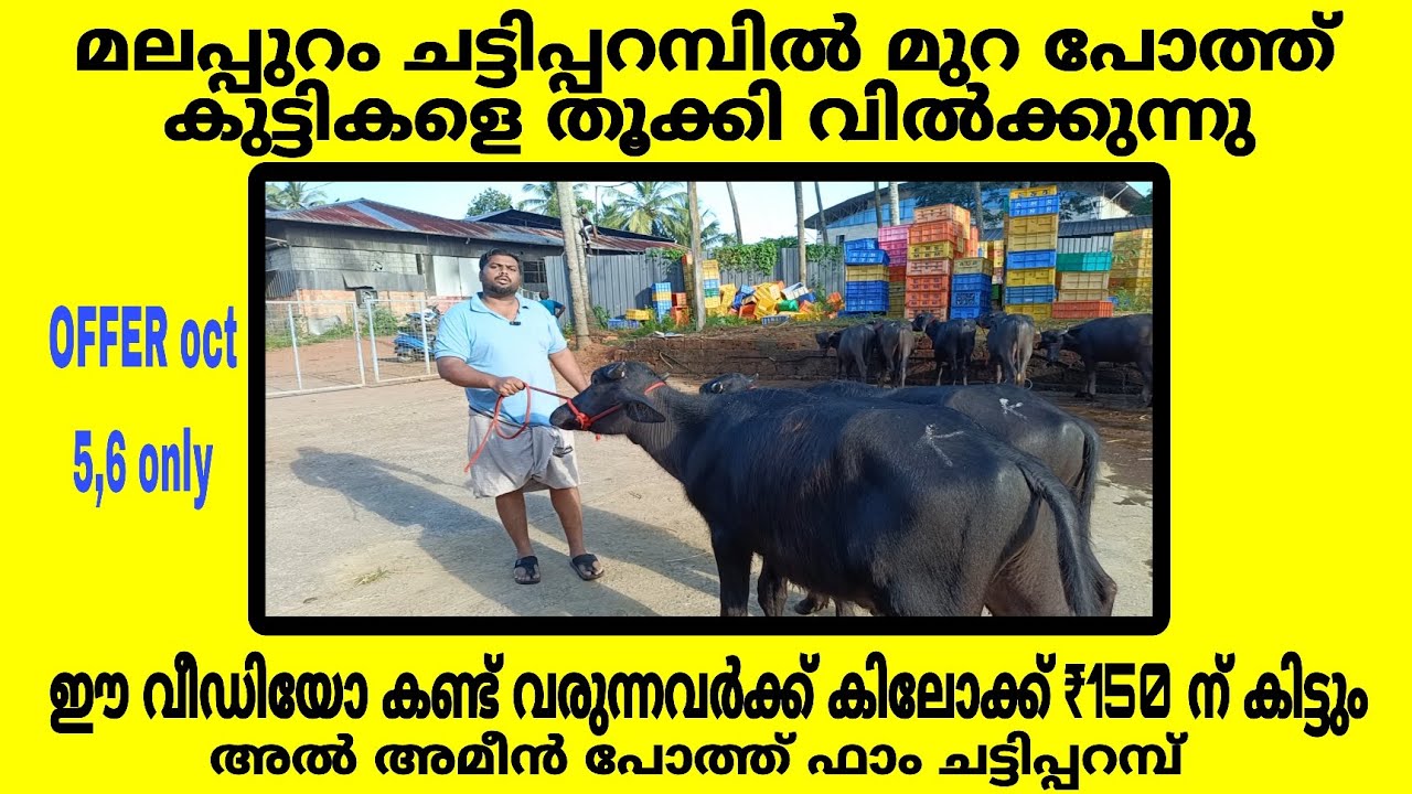 മലപ്പുറം ചട്ടിപ്പറമ്പിൽ മുറ പോത്ത് കുട്ടികളെ തൂക്കി വിൽക്കുന്നു.ഈ വീഡിയോ കണ്ട് വരുന്നവർക്ക് ₹150 