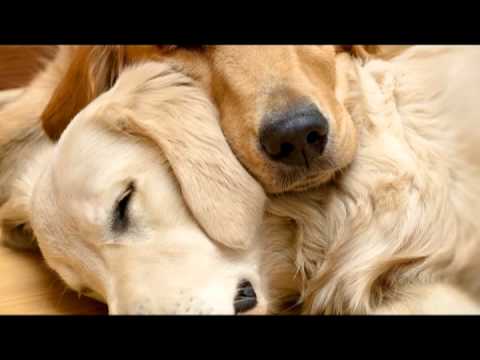 youtube dog music sleep