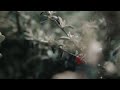 Nikon Zf Slow motion.