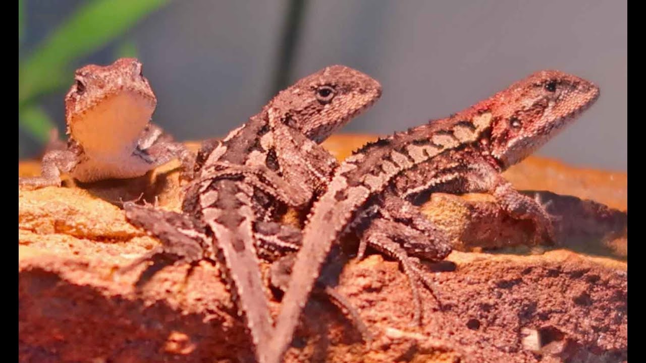 lizard skin grips NEW REPTILES! Mountain Heath Dragons