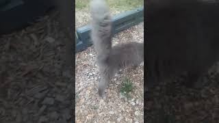 Big Fluffy Cats