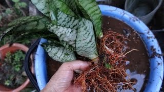 根っこがぐるぐるのサンスベリア 植え替え完了 Risの園芸日記 Youtube