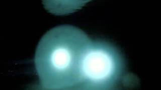 Light Monkey 3w rat  vs LIght Monkey 2w rat jr