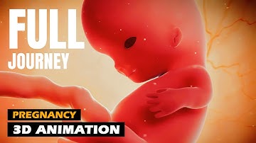 Full Pregnancy Journey - Week by Week | 3D Animation