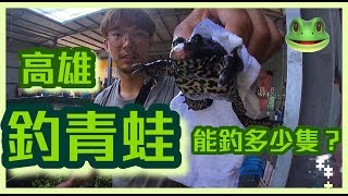 台灣也有釣青蛙！！一小時能釣到幾隻呢？Fishing frog Taiwan