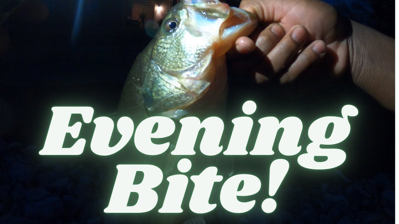 They Were AGGRESSIVELY Hungry | Bass Fishing In The Fall