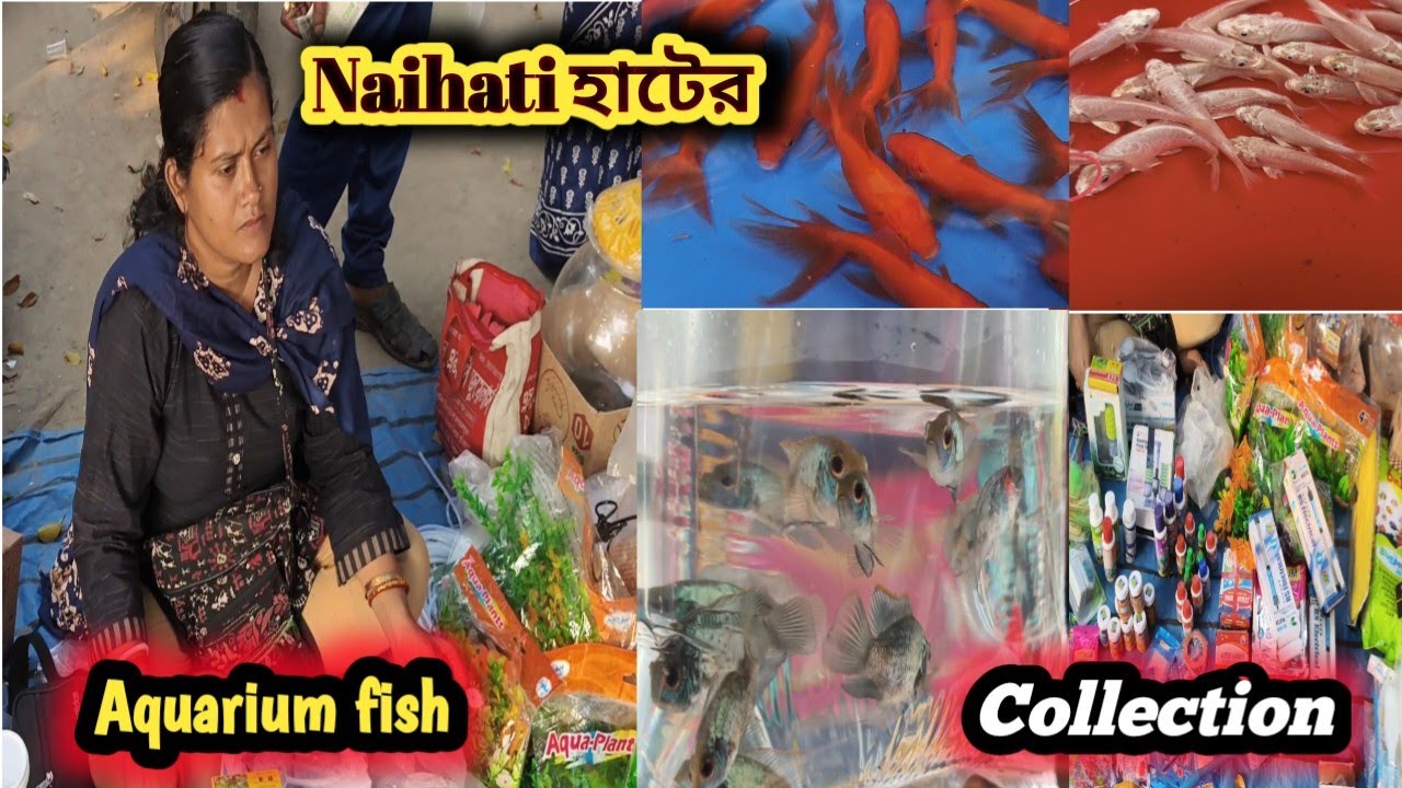 #Naihati Aquarium Fish Market 🐟🐟#New video#kolkata 