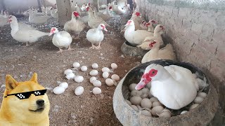 Harvesting eggs Muscovy Duck with Puppy funny on Poultry Farm