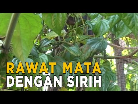 Merawat mata dengan menggunakan daun sirih | JELANG SIANG