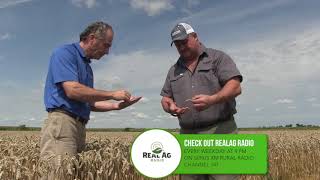 Wheat School   Real Wheat Growers   Shawn Schill