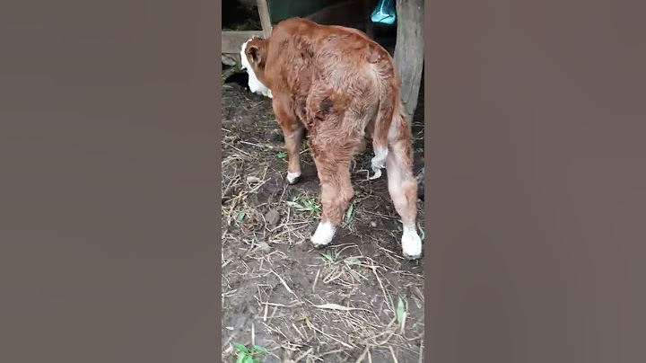 ini lah anak sapi metal super