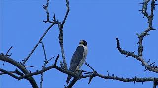 HB - Falco peregrinus - Peregrine Falcon