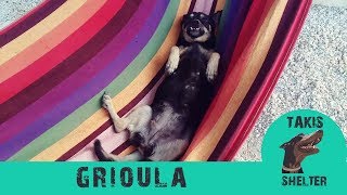 He has 350 dogs but this one is his absolute favorite - Grioula - Takis Shelter