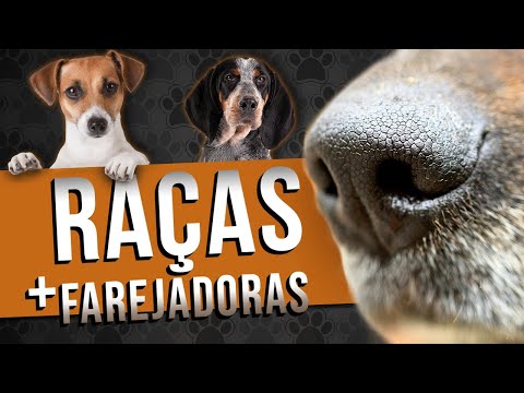 Vídeo: Top 10 raças de cães que são feitas na América