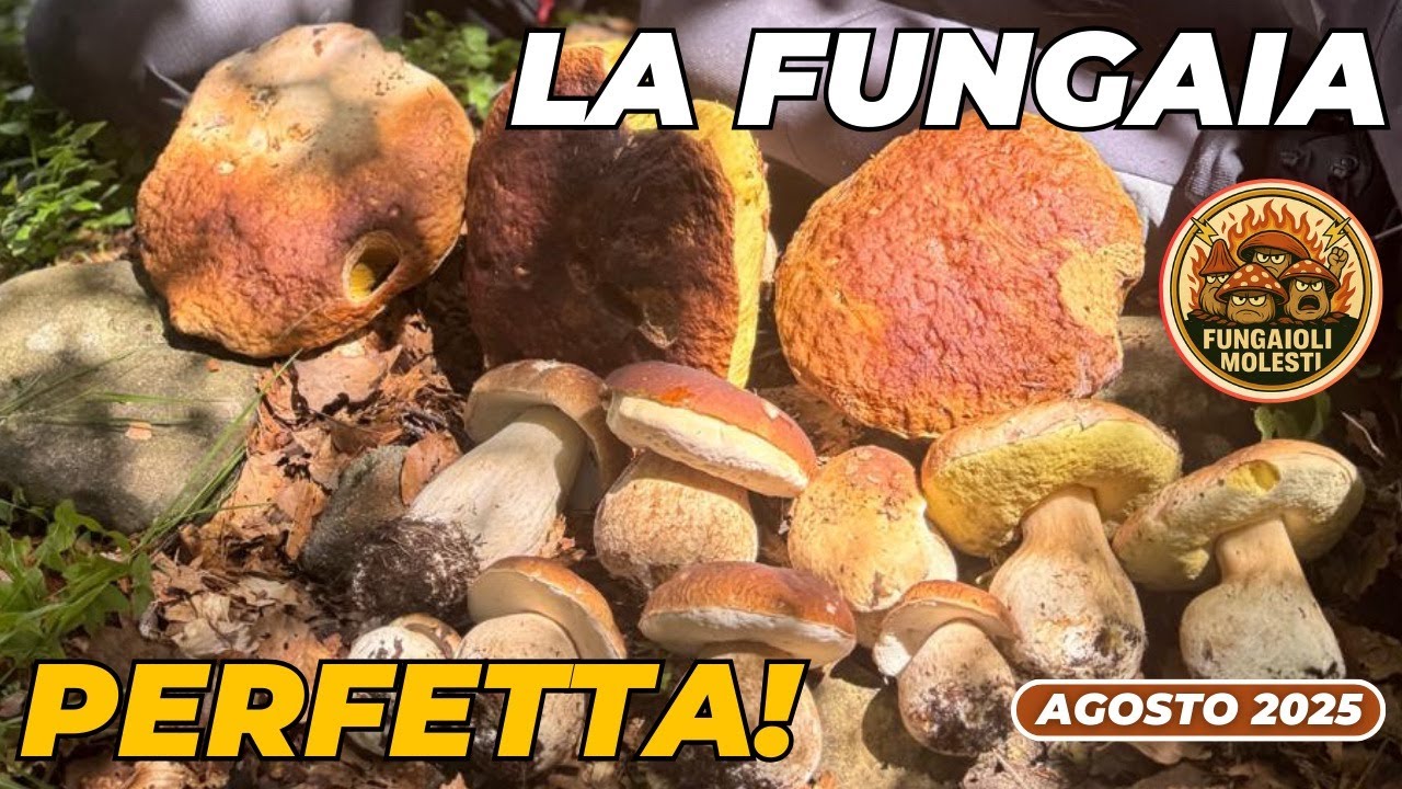 MAI VISTO UNA FUNGAIA COSÌ! 🤩 ABBIAMO RIEMPITO LA GERLA DI FUNGHI PORCINI IN 10 MINUTI!