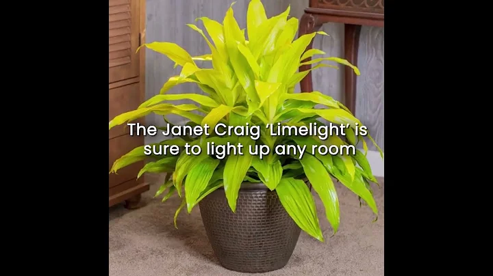 Janet Craig Limelight for Sale