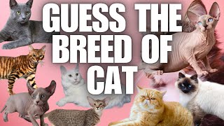 Name the Breed of Cat from a Photo [Quiz Mix Challenge] screenshot 5