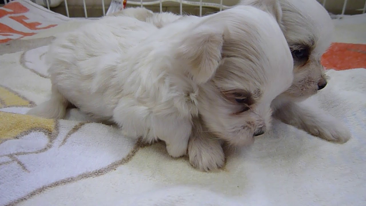 1805-02149 マルチーズ オス | ブリーダー直営｜子犬販売のM.Yヨーゼフ