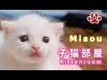 2024.5.3 am10:30 子猫がミルクを飲む時間　Milk Time  【Miaou Kitten  room】