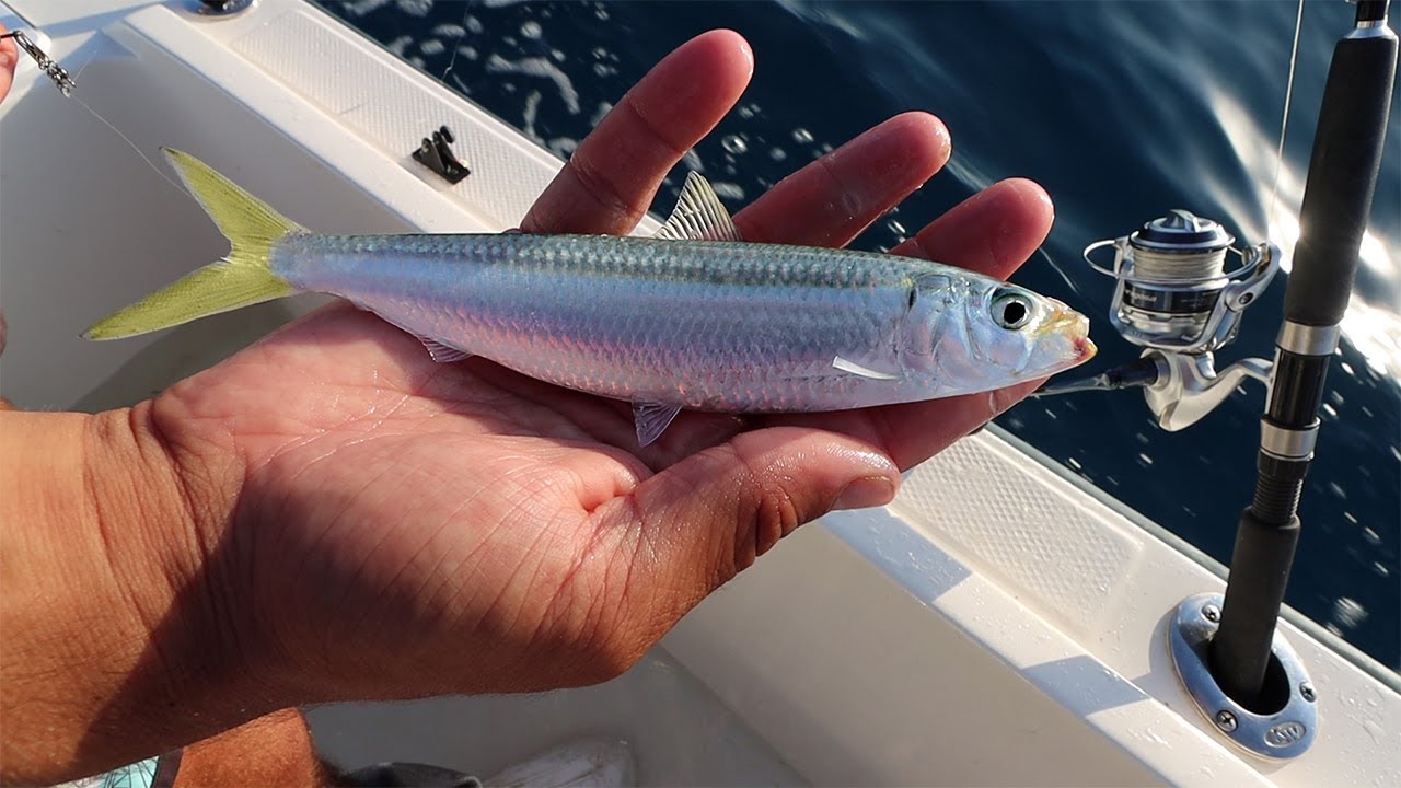 Как поймать ЖИВУЮ НАЖИВКУ за 10 СЕКУНД! 