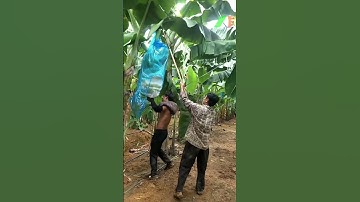 Nông nghiệp công nghệ cao Tháp Xanh