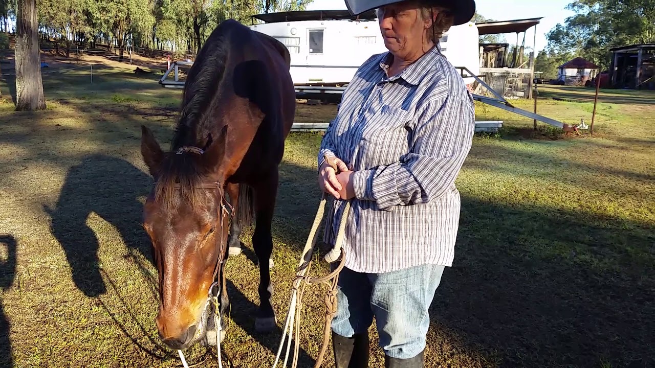 Buddy Saddle Prep for bridle