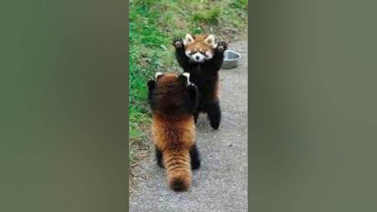 Cute Red Pandas Defense Mechanism #shortvideo #questionsanswered - YouTube