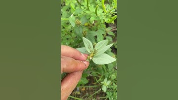 Cây cỏ sữa giúp lợi sữa đẹp da hết mụn #thaoduoc #meovat