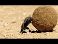 Dung Beetle Behavior and Adaptations