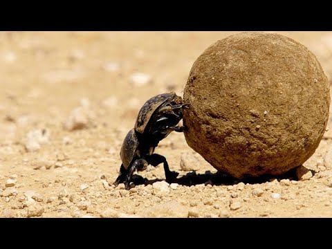 Dung Beetle BATTLE!