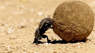 Dung Beetle Rolls Enormous Dung Ball with Difficulty (4K) screenshot 2