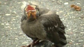 CREEPY: What Birds Sound Like in Slow Motion !