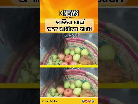 କାଳିଆ ପାଇଁ ଫଳ ଆଣିଲେ ରାଣୀ | Knews Odisha