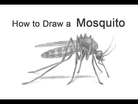 How to Draw a Mosquito Easily And Step by Step ! - YouTube