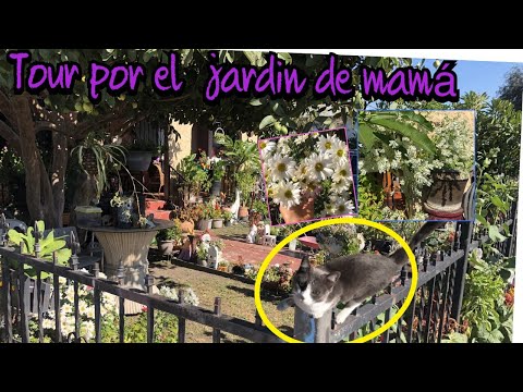 Vídeo: Mamá Se Dedica A La Jardinería