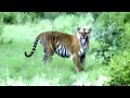 TIGER WALKS STRAIGHT TOWARDS OPEN SAFARI JEEP !!!..BANDIPUR...RARE FOOTAGE