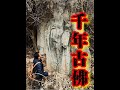 探秘山西稷山法宝寺,藏风聚气似皇陵,千年古佛脸被削平    #宋代  #古寺#废弃 #法宝寺 #文物古迹