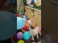 Dangerous jack Russell bursting 200 balloons