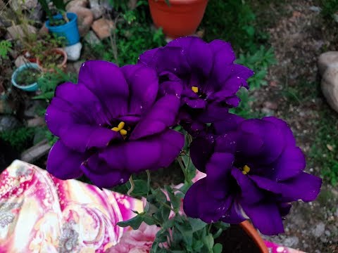 Video: Eustoma Blanco (28 Fotos): Variedades De Lisianthus, Flor De Felpa 