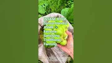 INSANE ROCK Sprout Harvest ASMR 🥬 Extreme Satisfying Traditional Farming #agriculture #short