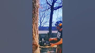 BIG Log vs. LITTLE Yard!       #TreeWork #TreeRemoval #Chainsaws #ProblemSolver #Stihl #Shorts #fyp