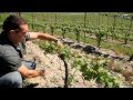 A Year in the Vineyard  the Four Seasons HD