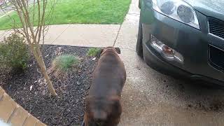 Boxer Dog Wants to go for a Walk!