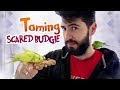 How to Bond and Tame a Scared Budgie | Vlog ##