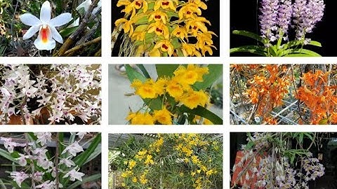 Tốp 10 loại lan khó thuần phần 2, những loại lan rừng khó thuần, phong lan rừng pv